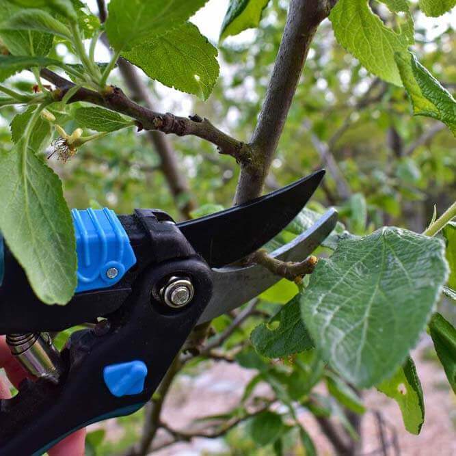 Beskärning av träd, fruktträd och buskar