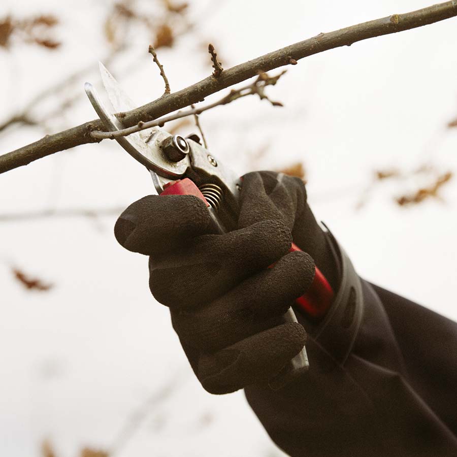 Professionell beskärning Stockholm