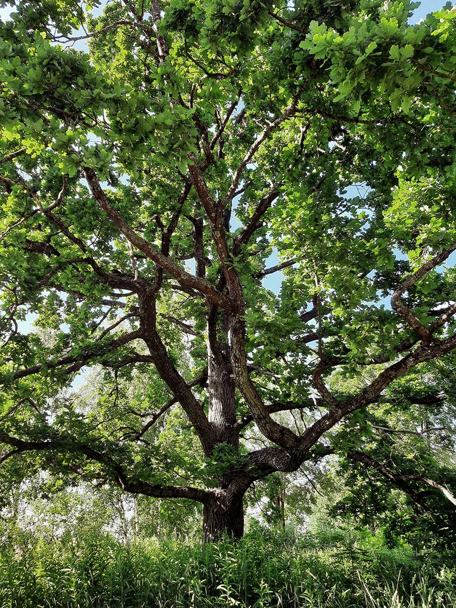 Stor ek som förvaltas av arborist