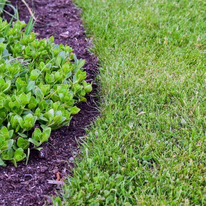 Gräsmatta — anläggning, renovering och skötsel