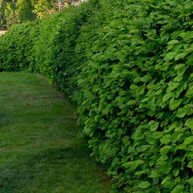 Häckplantering