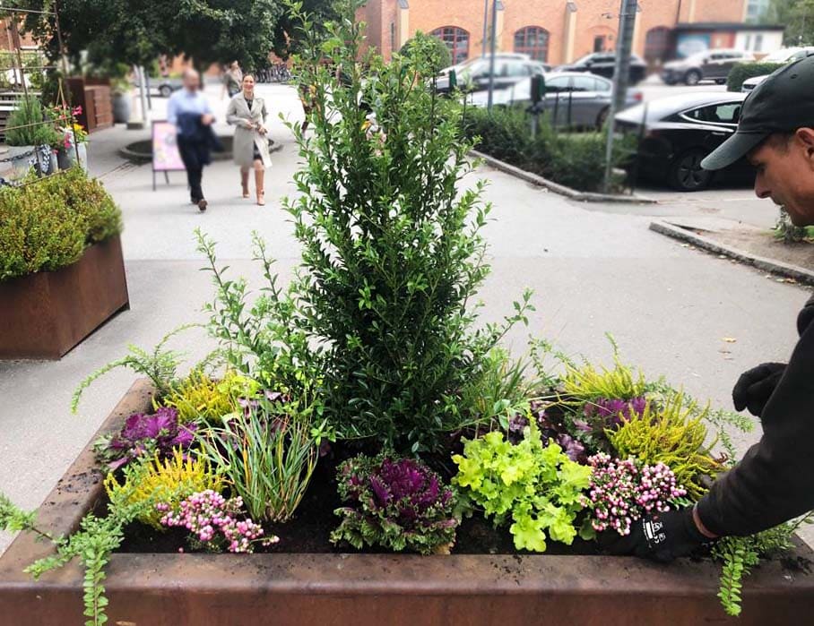 Plantering av höstfägring