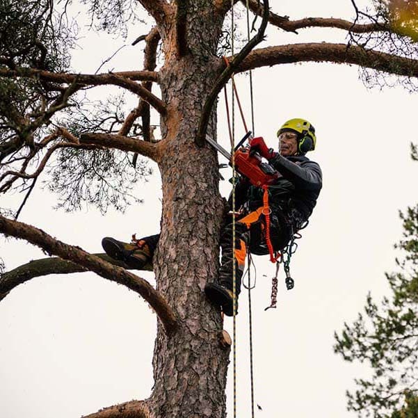 Trädvård & Trädfällning