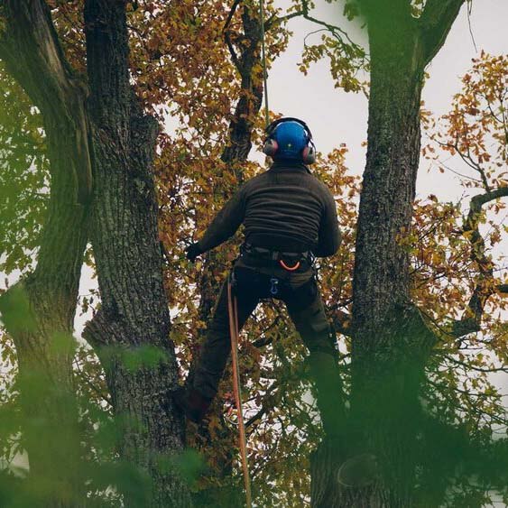 Har du träd som ska fällas?