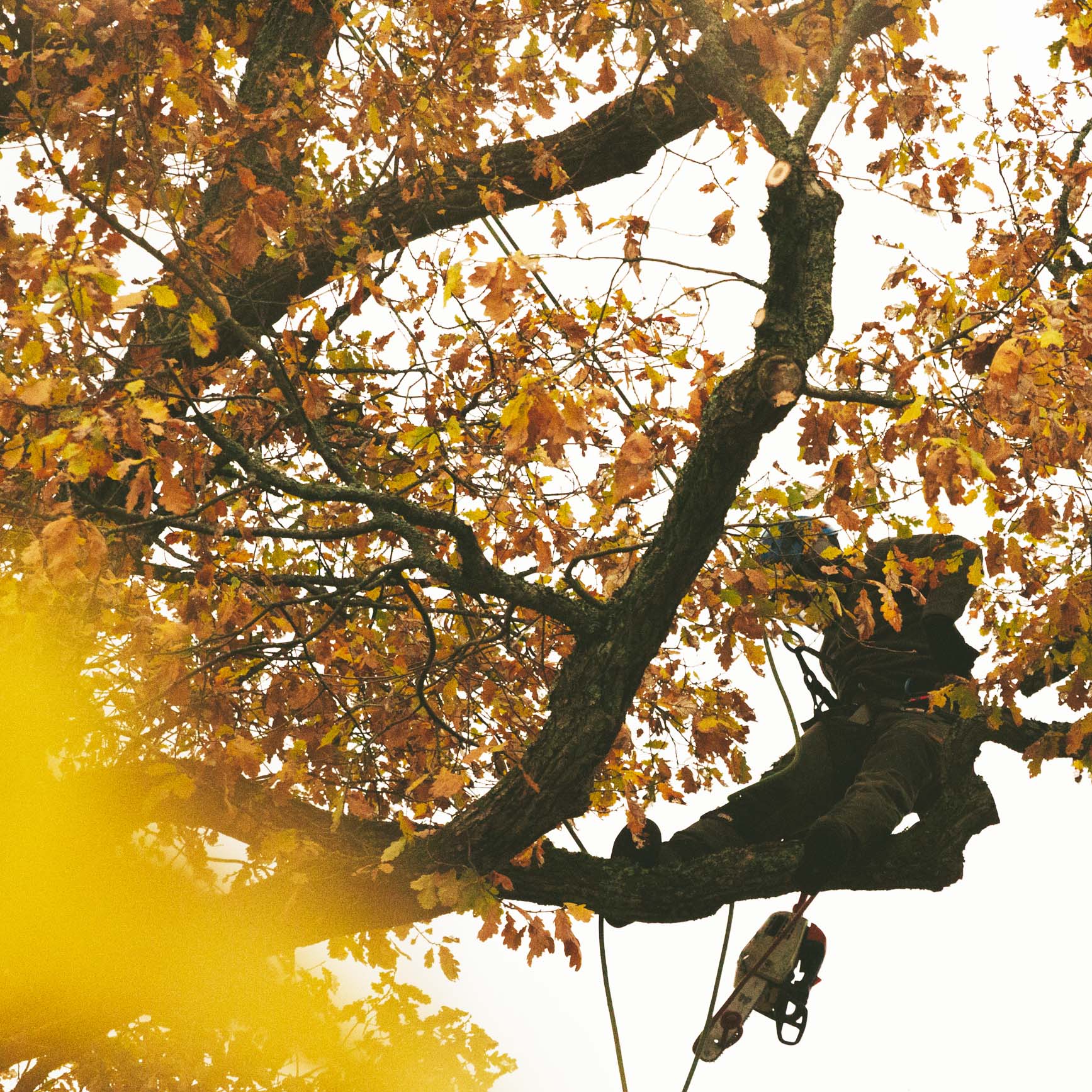 Säker trädfällning av arborist